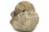 Fossil Nautilus (Aturia) - Boujdour, Morocco #306923-1